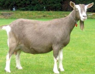 Коза тогенбурзької породи може давати від 500 до 1,2 тис. л молока